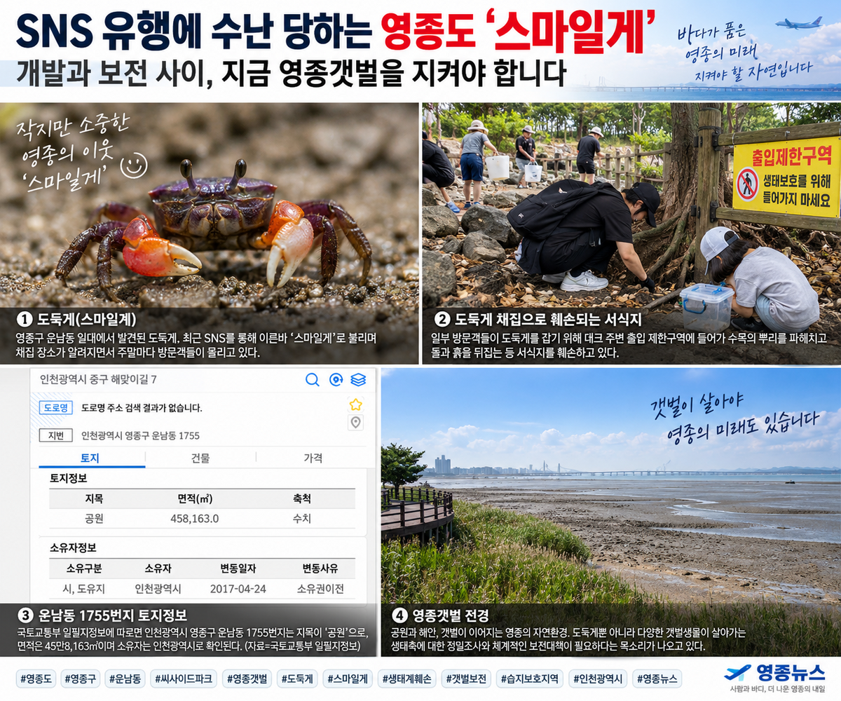 SNS 유행에 수난 당하는 영종도 ‘스마일게’…무분별 채집에 서식지 훼손 우려